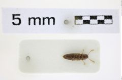 Foto (Dorsalansicht) von Glyphonyx montivagus (NHMW-ZOO-COL-0008488)